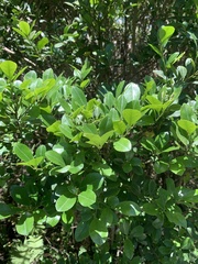 Ilex maximowicziana