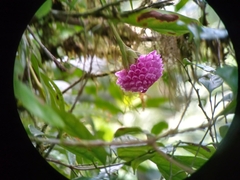 Elleanthus capitatus