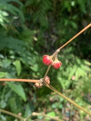 Lycianthes biflora