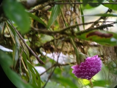 Elleanthus capitatus