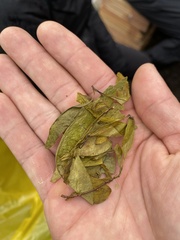 Erythroxylaceae