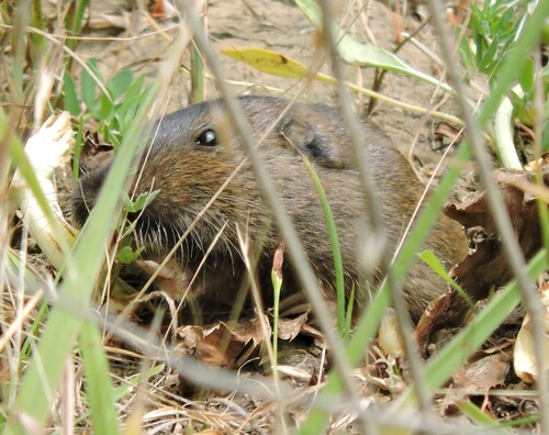 Northern California Pocket Gopher