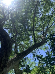 Lagerstroemia subcostata
