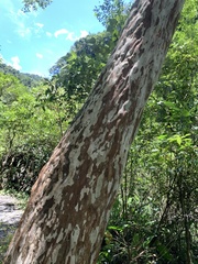 Lagerstroemia subcostata