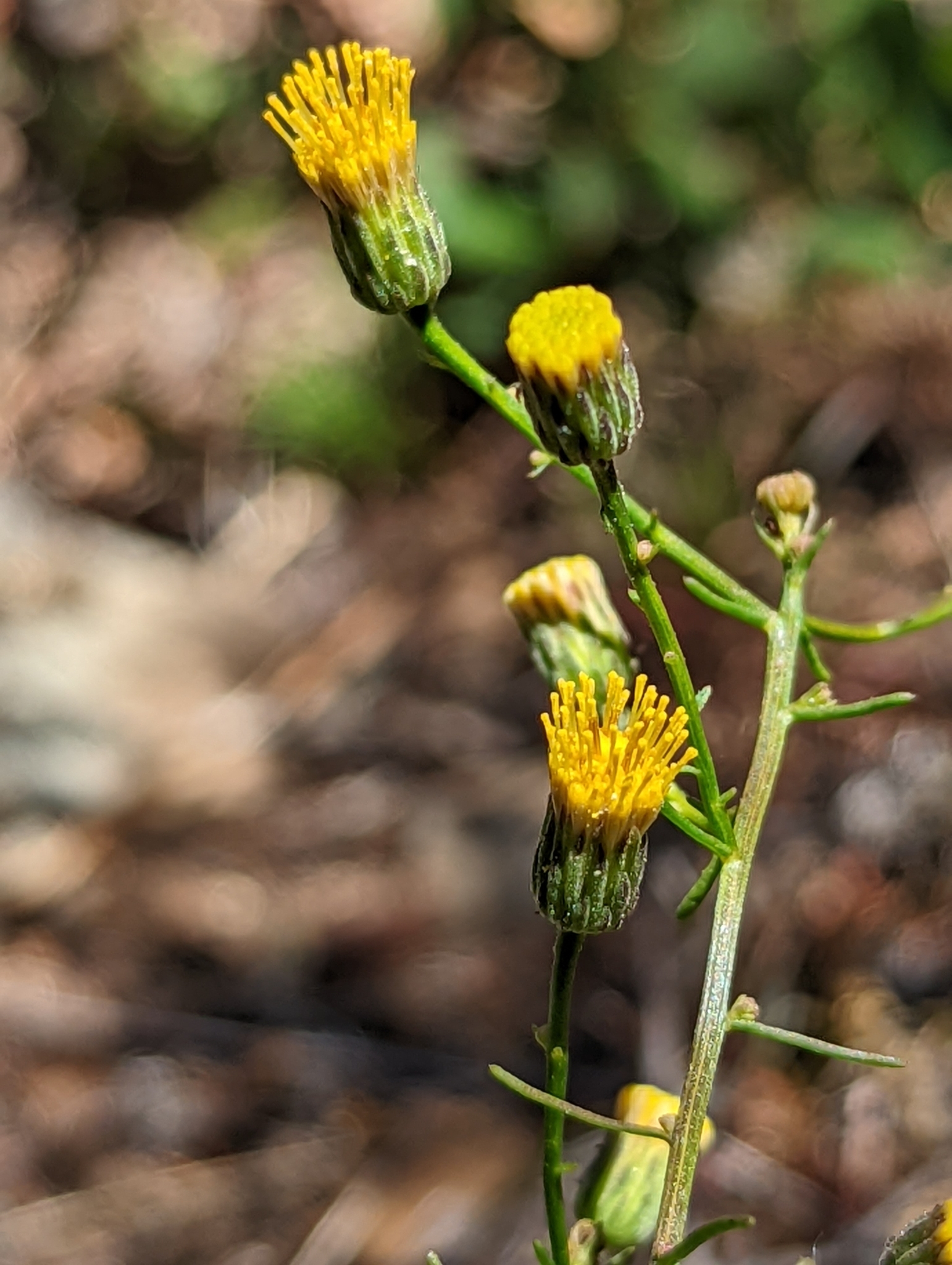 Erigeron reductus var. angustatus