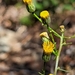 Narrow Leaved Rayless Daisy - Photo (c) Morgan Cantrell, some rights reserved (CC BY-NC), uploaded by Morgan Cantrell