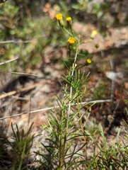 Erigeron reductus angustatus