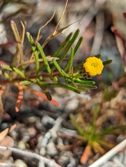 Erigeron reductus angustatus