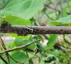 Dendryphantes zygoballoides