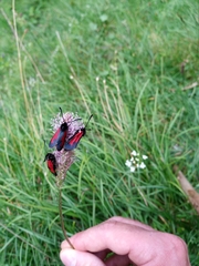 Zygaena purpuralis
