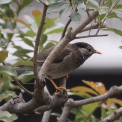Spodiopsar cineraceus