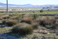Thamnochortus bachmannii