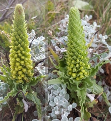 Pterygodium bicolorum