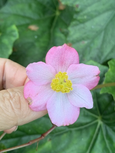 Begonia formosana iNat (3)