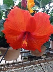 Hibiscus rosa-sinensis