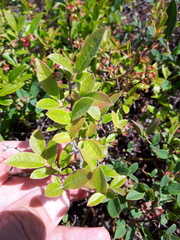 Vaccinium myrtilloides image