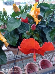 Hibiscus rosa-sinensis