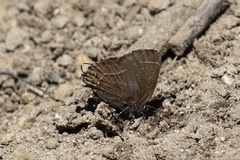 Callophrys johnsoni