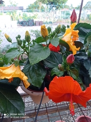 Hibiscus rosa-sinensis