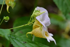Impatiens edgeworthii