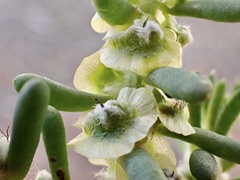 Maireana pyramidata