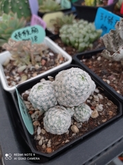 Mammillaria lasiacantha