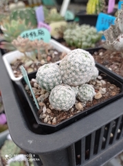 Mammillaria lasiacantha