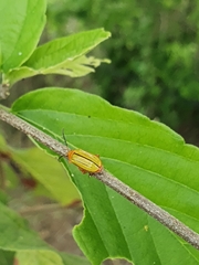 Disonycha stenosticha