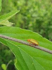 Disonycha stenosticha