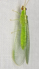 Chrysopodes