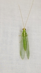Chrysopodes