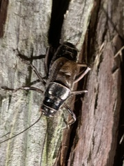 Cyphoderris