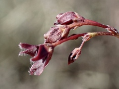 Vincetoxicum lineare