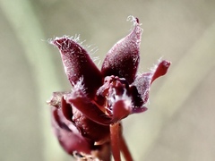 Vincetoxicum lineare