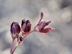 Vincetoxicum lineare