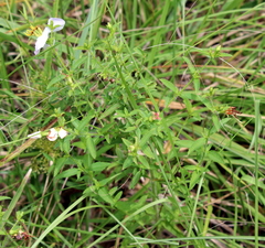 Rhexia mariana mariana