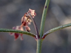 Vincetoxicum lineare