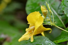 Impatiens edgeworthii