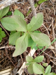 Lysimachia europaea