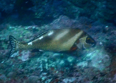 Morwong ephippium