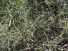 Vincetoxicum lineare