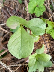 Lysimachia europaea