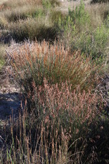 Thamnochortus bachmannii
