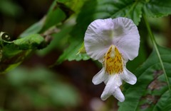 Impatiens edgeworthii