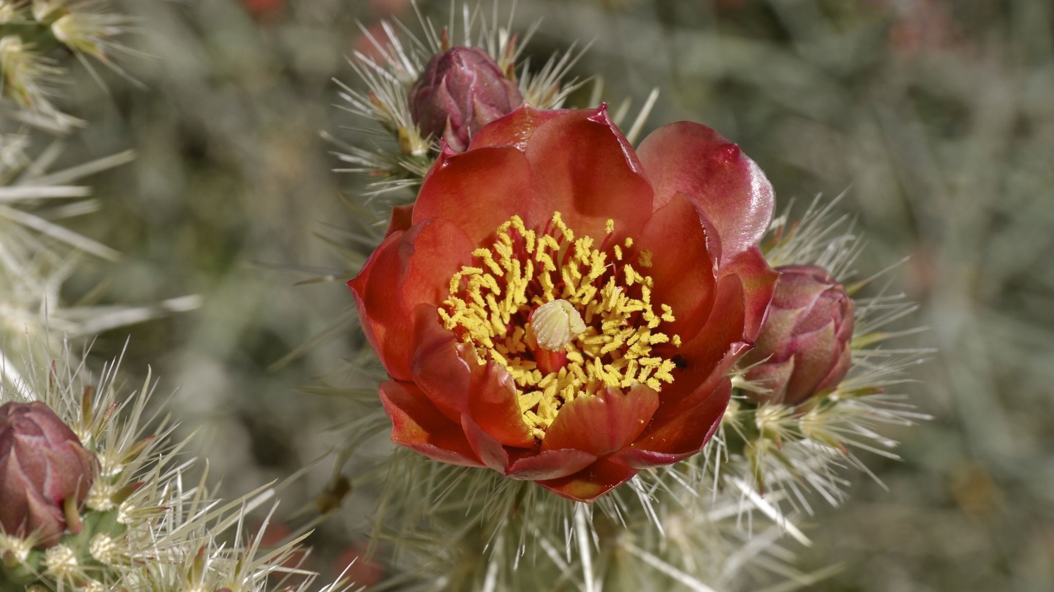 Cylindropuntia wolfii