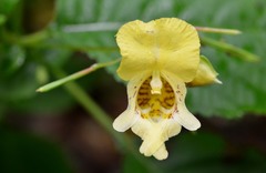 Impatiens edgeworthii