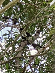 Lonchura leucogastra