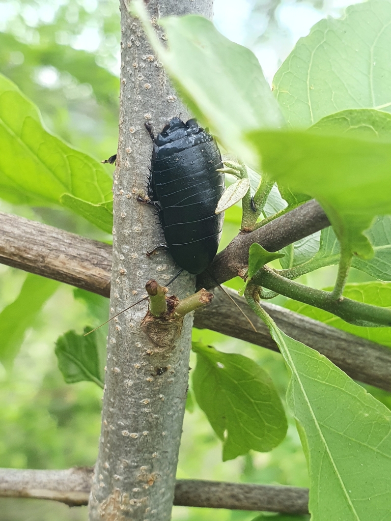 Nyctibora tetrasticta