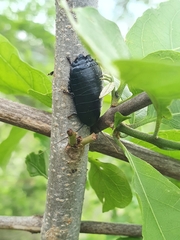 Nyctibora tetrasticta