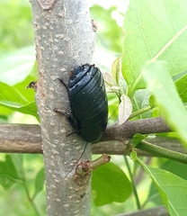 Nyctibora tetrasticta